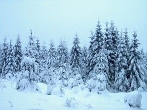 2001.12.15 14.50.29.jpg